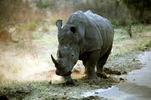Wild Rhino Kruger Game Reserve